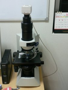 位相差顕微鏡で歯垢中の細菌観察